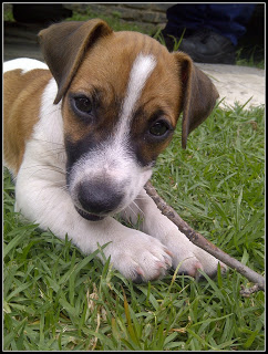 Joe - Jack Russel x puppy