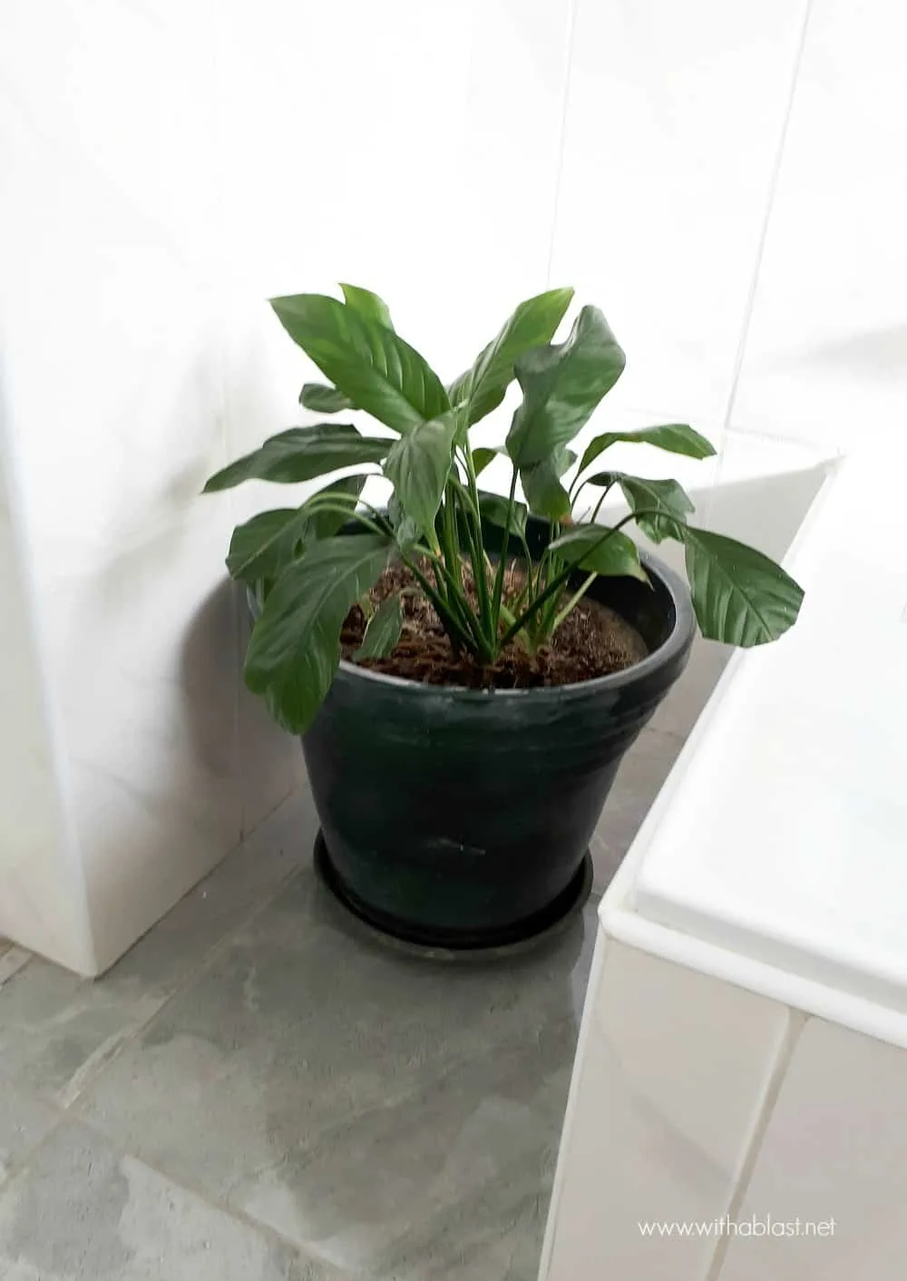 Bathroom Makeover with plant